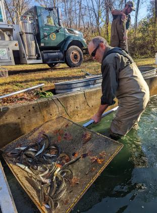 Thompson State Fish Hatchery stocked 28,046 Great Lakes strain muskellunge, weighing 3,832 pounds, at 18 locations in the Upper and Lower peninsulas.