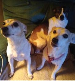 Rascal (back) with his other adopted terrier siblings.