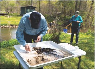 Volunteers collecting macroinvertebrates samples to be used to determine water quality.