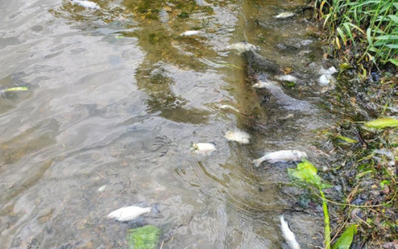 Fish kills may be more common during summer heat