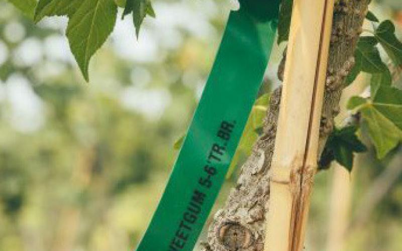 A sweet gum tree in the nursery, waiting to be planted.
