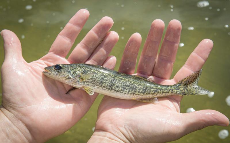 Seven species were stocked this fall: Atlantic salmon, brook trout, brown trout, lake trout, rainbow trout, walleye and muskellunge.