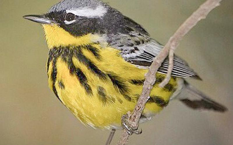 Magnolia Warbler