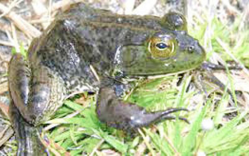 Pictured is the Gray Treefrog. Inset photo: American Bullfrog. U.S. GEOLOGICAL SURVEY/NATIONAL PARK SERVICE