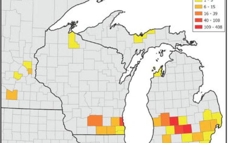A heat map of lesser celandine infestations by county in Michigan, Wisconsin and Minnesota. MIPN