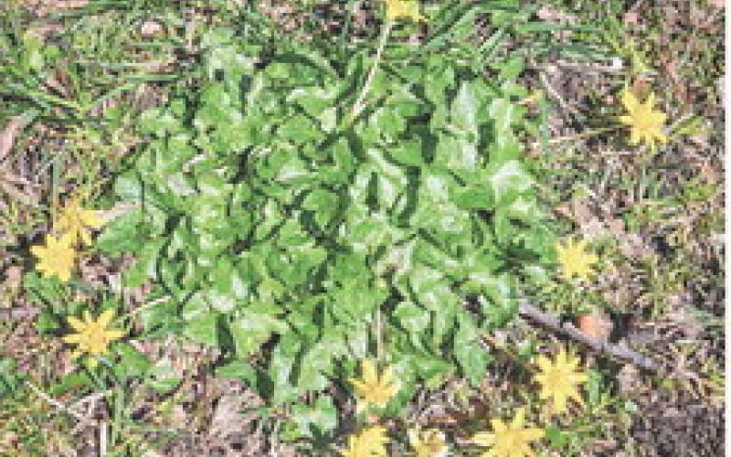 A lesser celandine plant growing along a pathway. DEPARTMENT OF NATURAL RESOURCES
