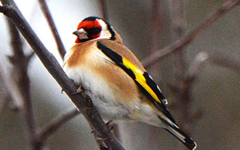 European Goldfinch