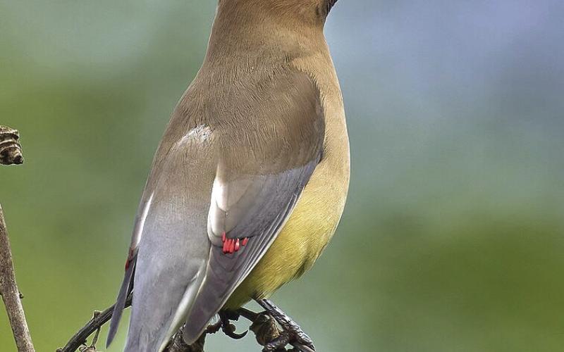 Cedar Waxwing