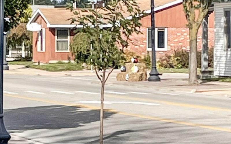 City of Beaverton plants new trees