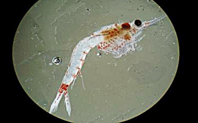 Researchers use nets and traps to monitor invasive bloody red shrimp in Duluth-Superior Harbor. Inset, a small translucent bloody red shrimp viewed under a microscope. Photo provided by Wisconsin Sea Grant. DONN BRANSTRATOR