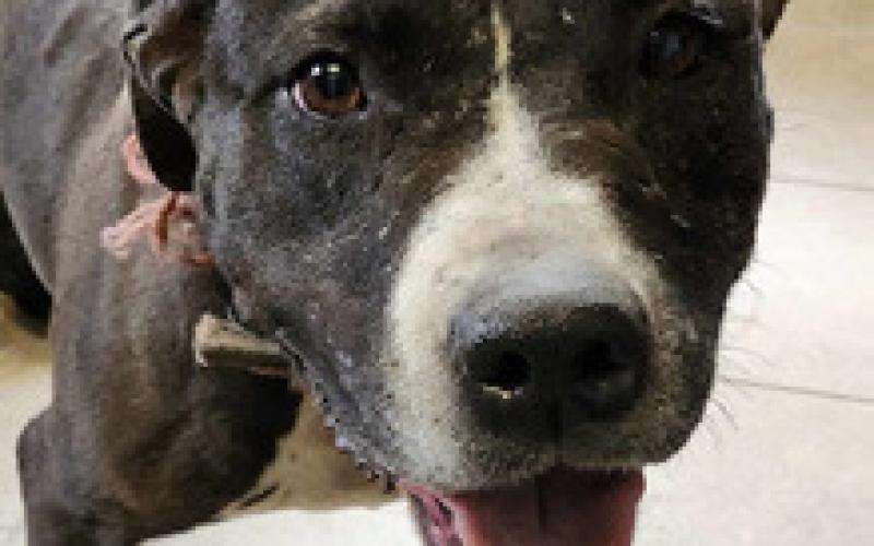PET OF THE WEEK
