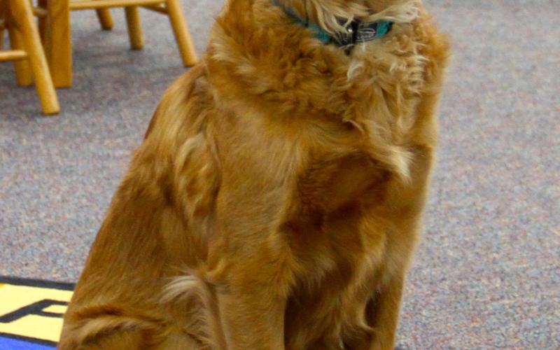 Gladwin County District Library dog, Izzy.