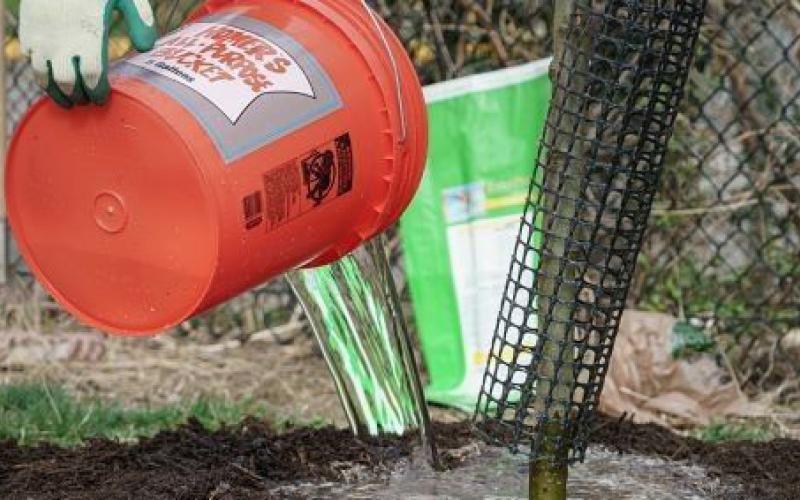 Give young trees a nice drink of water when it’s hot outside