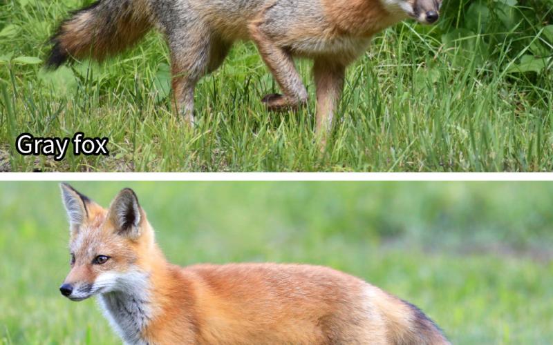 Gray fox and red fox comparison: Gray fox (top) and red fox (bottom). Gray foxes are generally smaller than red foxes, with salt-and-pepper gray fur and a black stripe down the tail, and have shorter legs. Unlike red foxes, gray foxes are skilled climbers and can climb trees to escape predators or search for food.