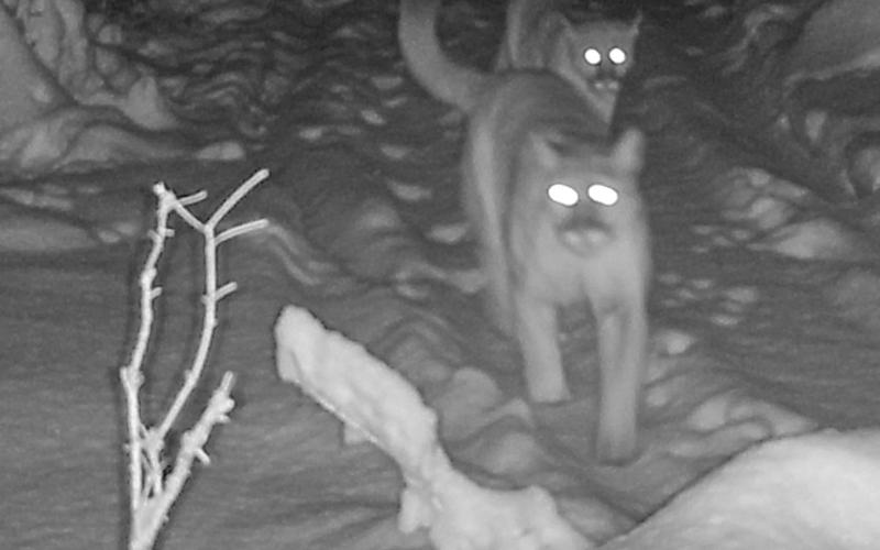 An adult cougar walks down a trail in the Upper Peninsula followed by two cougar cubs on Dec. 6, 2025. The DNR verified this photo from a private trail camera by enhancing the image to verify the existence of the three cougars, including the cub bringing up the rear.