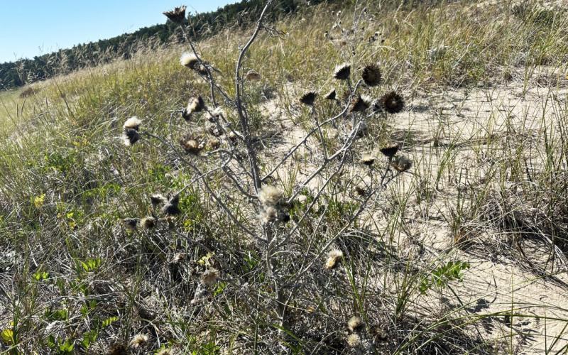 Pitcher’s thistle photographed in Great Lakes Coastal dune habitat. ANDREW BOWKER/USFWS