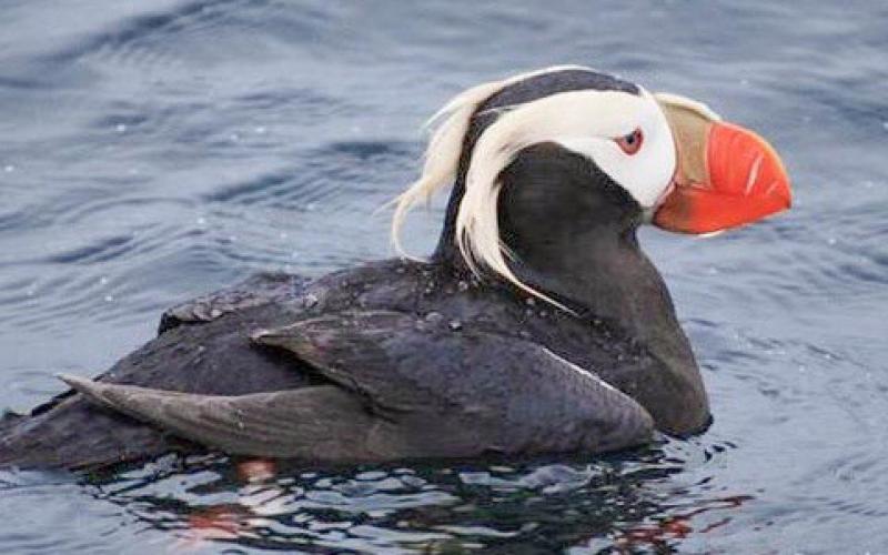 Tufted Puffin