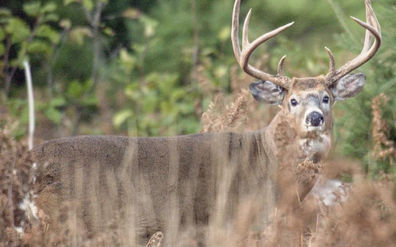Natural Resources Commission approves deer regulation changes
