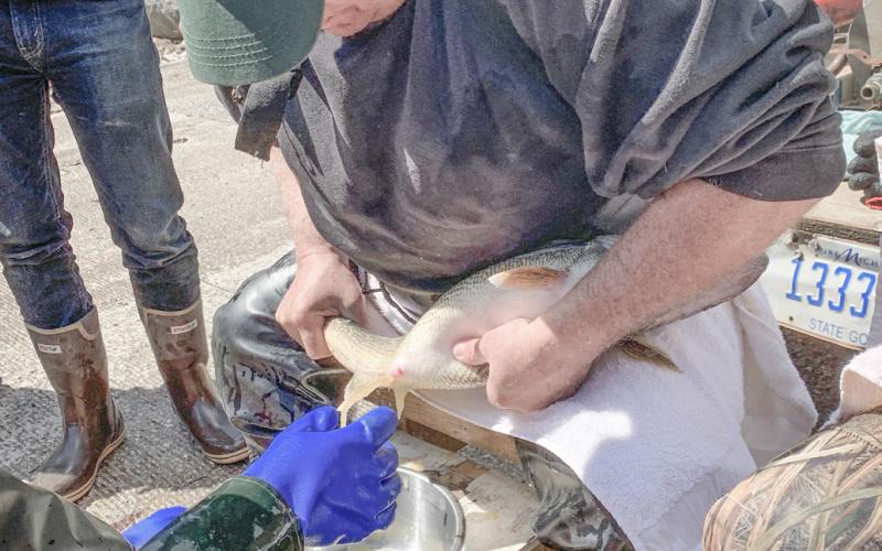 DNR collecting walleye eggs on Muskegon River this spring