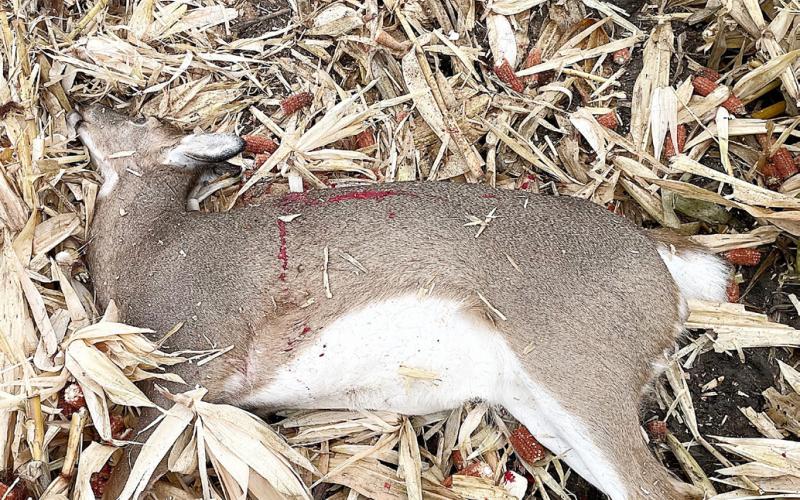 A 26-year-old Clinton County man faces 50 counts of firearm and wildlife violations following a lengthy investigation by Michigan DNR conservation officers.
