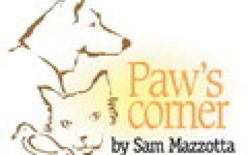 A happy Thanksgiving starts with pets’ safety and comfort