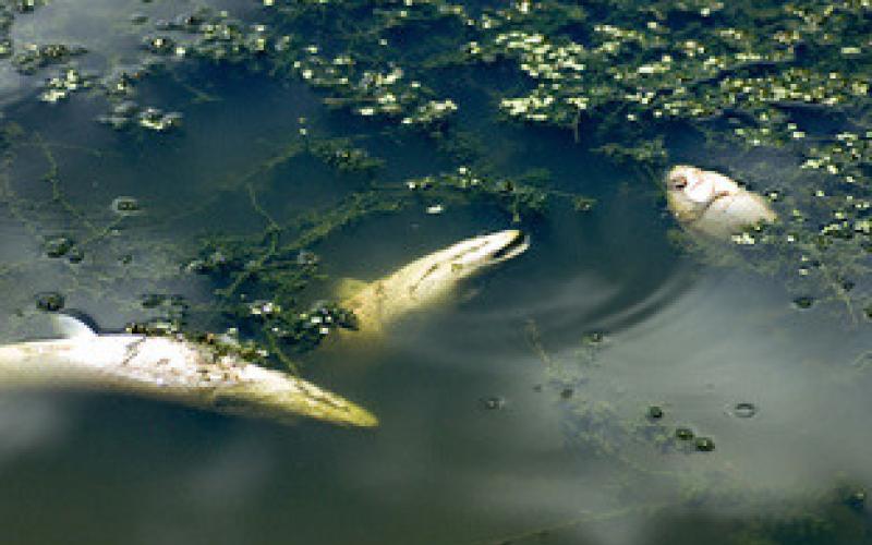 It is normal for winter conditions to cause some mortality of fish and other creatures such as turtles, frogs, toads and crayfish.