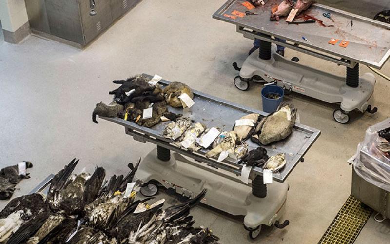 Technicians test deer heads for CWD at the MSU Veterinary Diagnostic Laboratory. TONY CEPAK