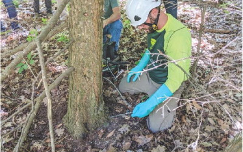 Certified pesticide applicators prepare to inject an infested hemlock tree with pesticide.Inset photo, The Michigan Invasive Species Grant Program 2023 handbook cover.