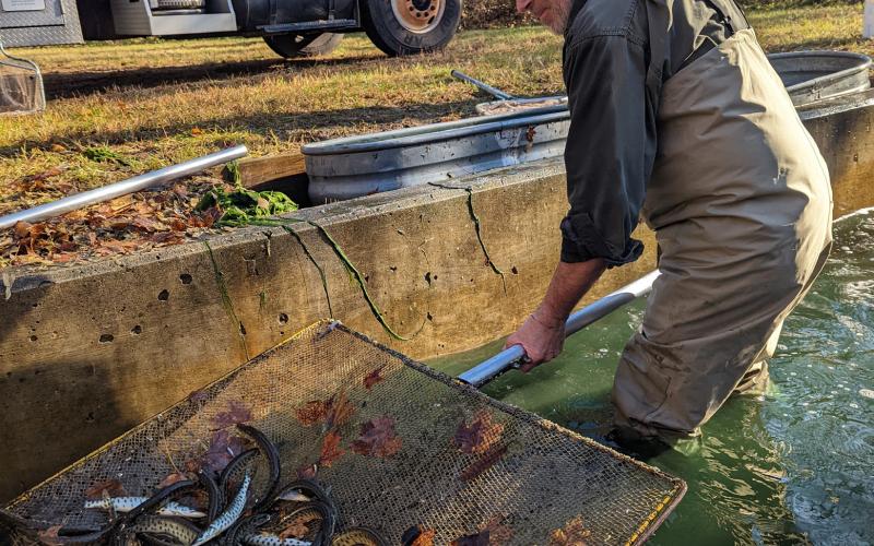 Thompson State Fish Hatchery stocked 28,046 Great Lakes strain muskellunge, weighing 3,832 pounds, at 18 locations in the Upper and Lower peninsulas.