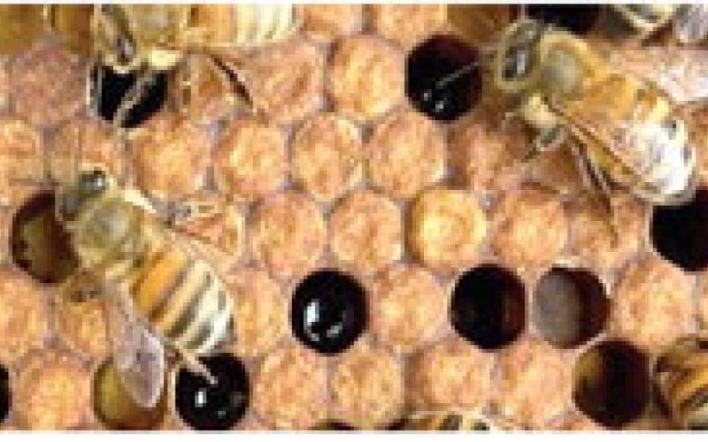 BEEKEEPING CLINIC OFFERED IN CADILLAC