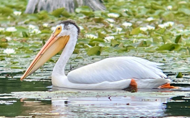 American White Pelican