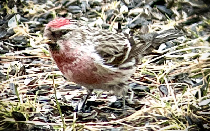 Redpoll