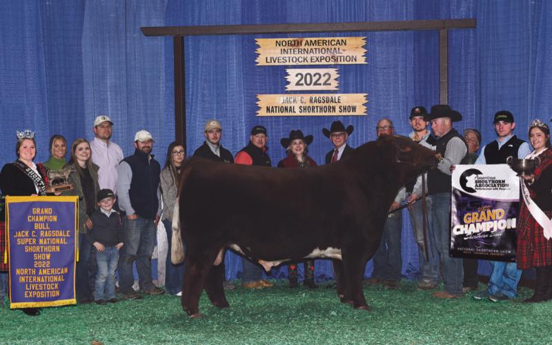 Little Cedar Cattle Co. bull wins ‘Supreme Champion’