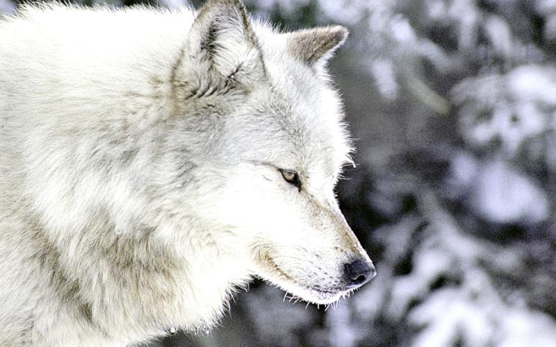 Gray Wolf MICHIGAN DEPARTMENT OF NATURAL RESOURCES