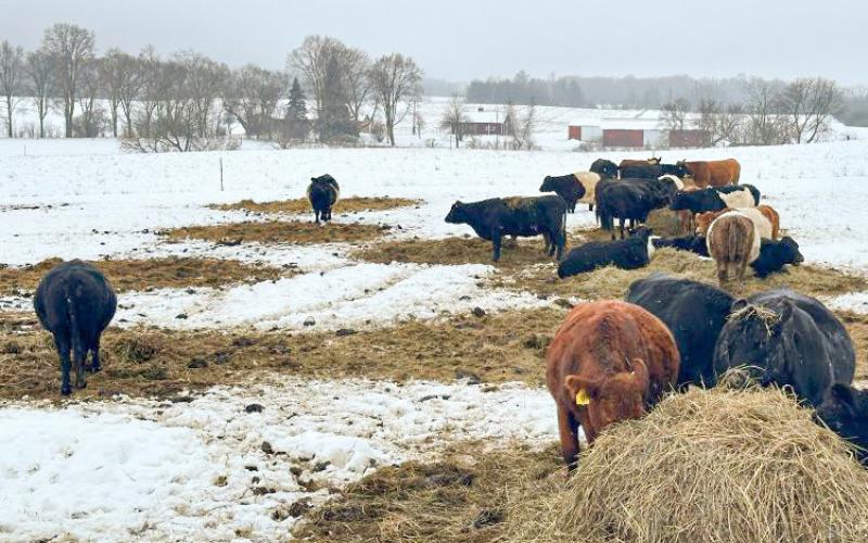 Beef cattle bale grazing on a farm in Michigan. PHOTO BY MSU EXTENSION