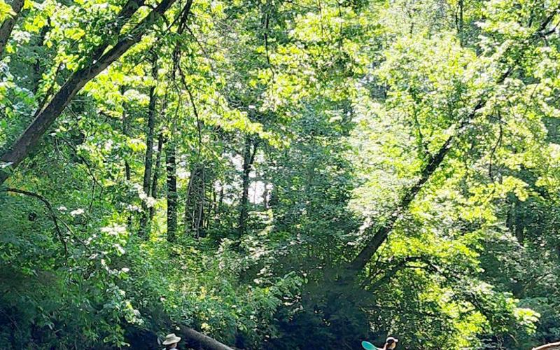 Little Forks Conservancy offers free conservation program for landowners
