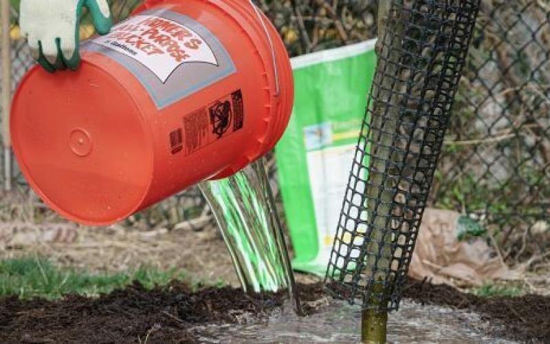 Help your trees beat the summer heat with a little water