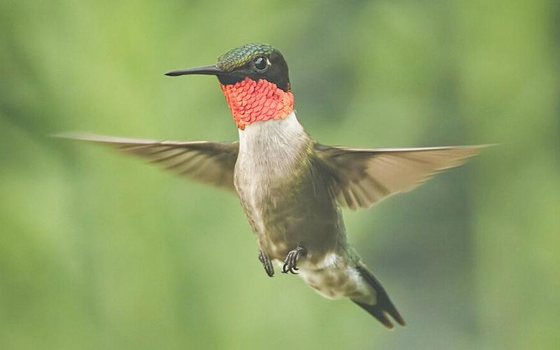 Ruby-throated Hummingbird