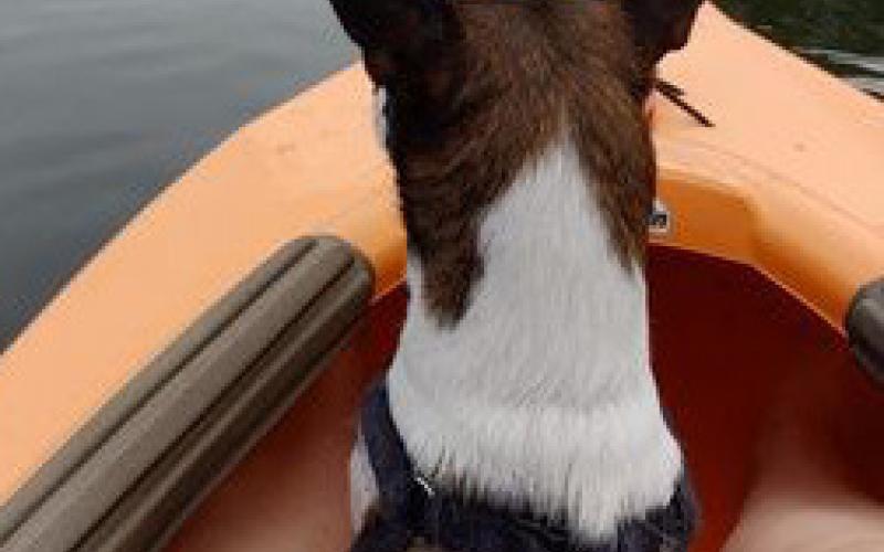 Animal Shelter adoption tails: Rascal