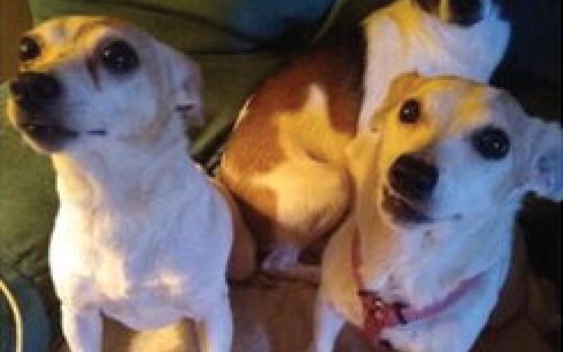 Rascal (back) with his other adopted terrier siblings.