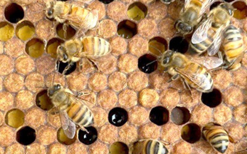 BEEKEEPING CLINIC OFFERED IN CADILLAC