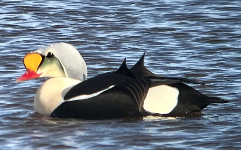 King Eider