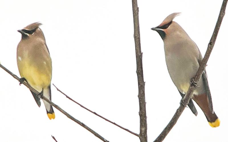Wandering with the Birds