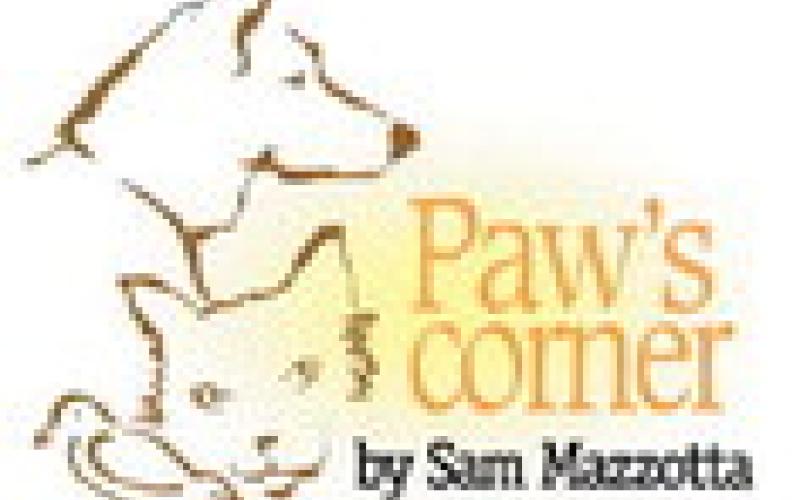 DEAR PAW’S CORNER:
