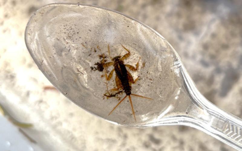 Citizen scientists test Cedar River water quality