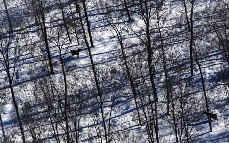 DNR moose survey results show population in western UP statistically unchanged