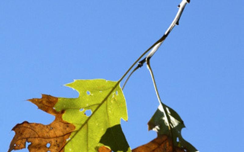 One of the symptoms of oak wilt is when green-andbrown leaves start falling from the top of the tree in late summer. To help prevent the spread of this fungal disease, don’t prune oak trees from April 15July 15, when risk of insectborne infection is highest.