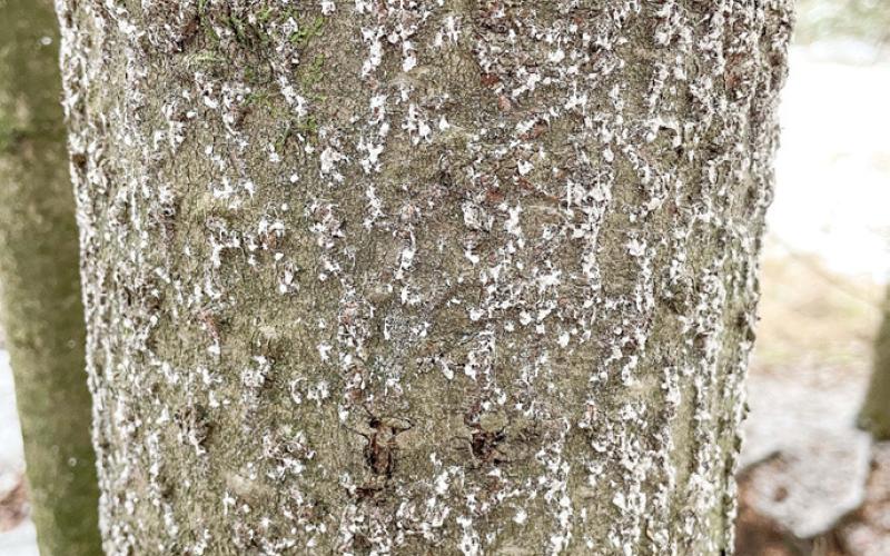 The trunk of a balsam fir heavily infested with balsam woolly adelgid. The insect’s egg sacs appear as small, white, cottony masses on fir trunks and branches.