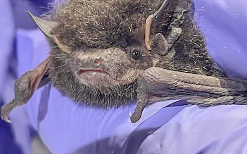 A collaborative effort to protect Michigan’s bats