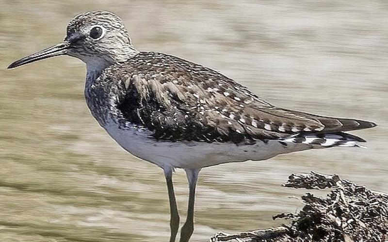 Solitary Sandpiper